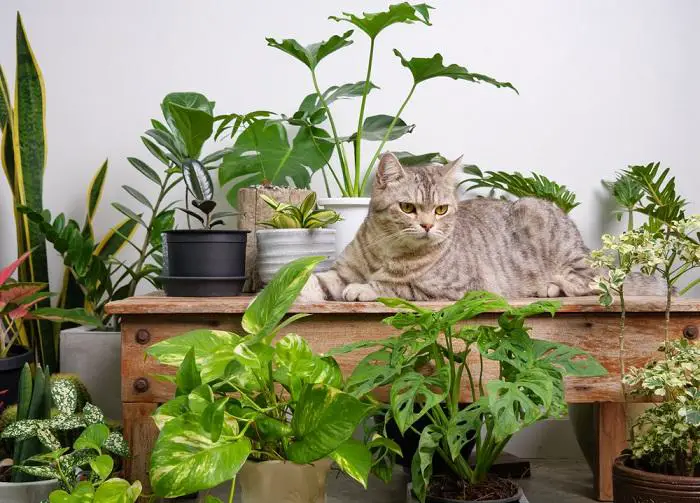 Pet-Friendly Plants