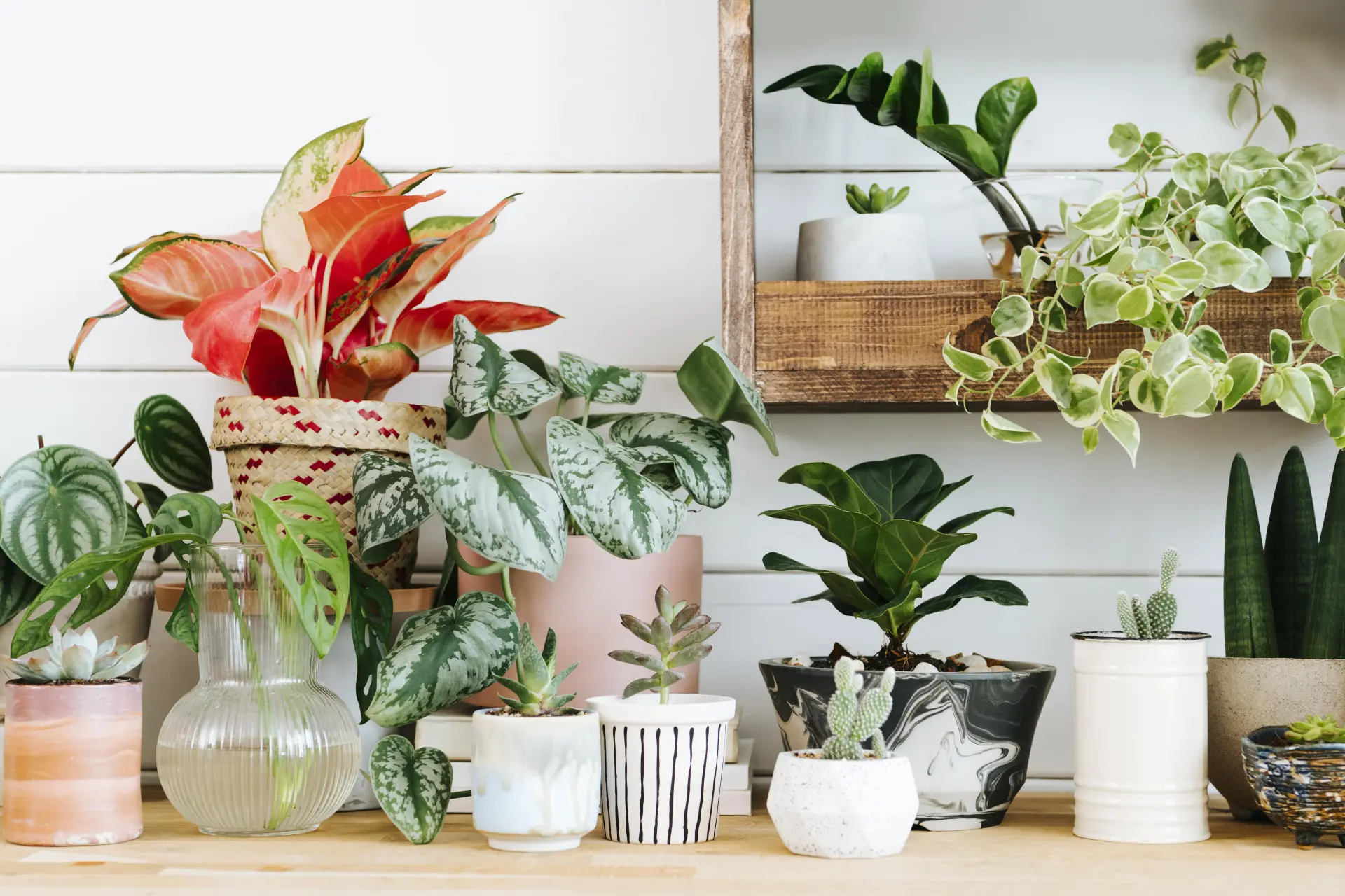 Best Rare Houseplants