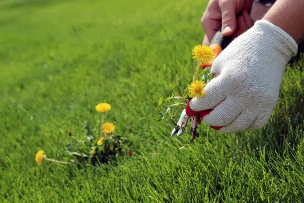 Get Rid of Dandelions in Your Lawn