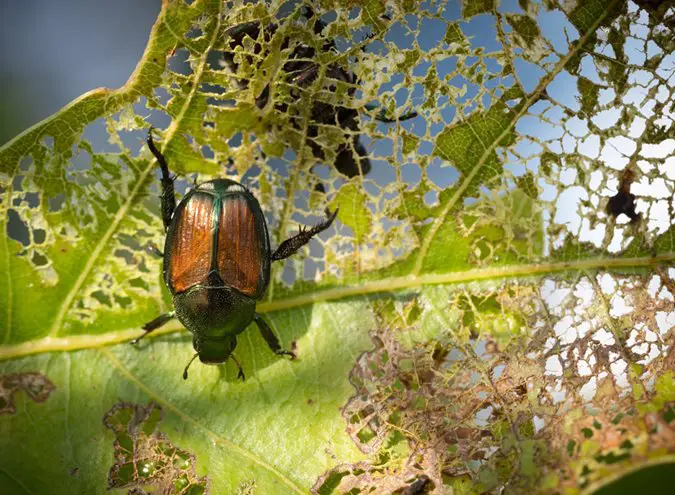 Control Japanese Beetles in Your Lawn and Garden