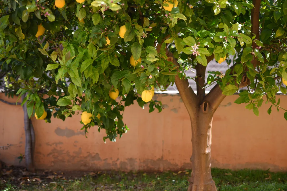 Lemon Tree Leaves Curling Inward