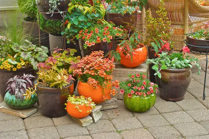 Best Summer Plants for Pots