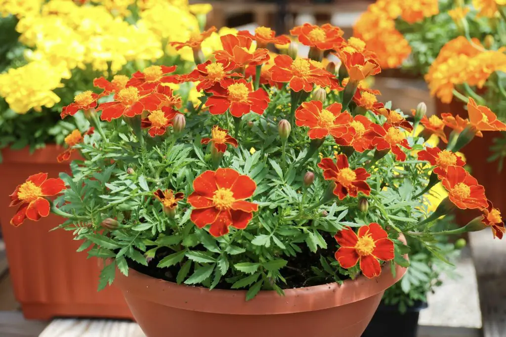 Bee Repelling Plants
