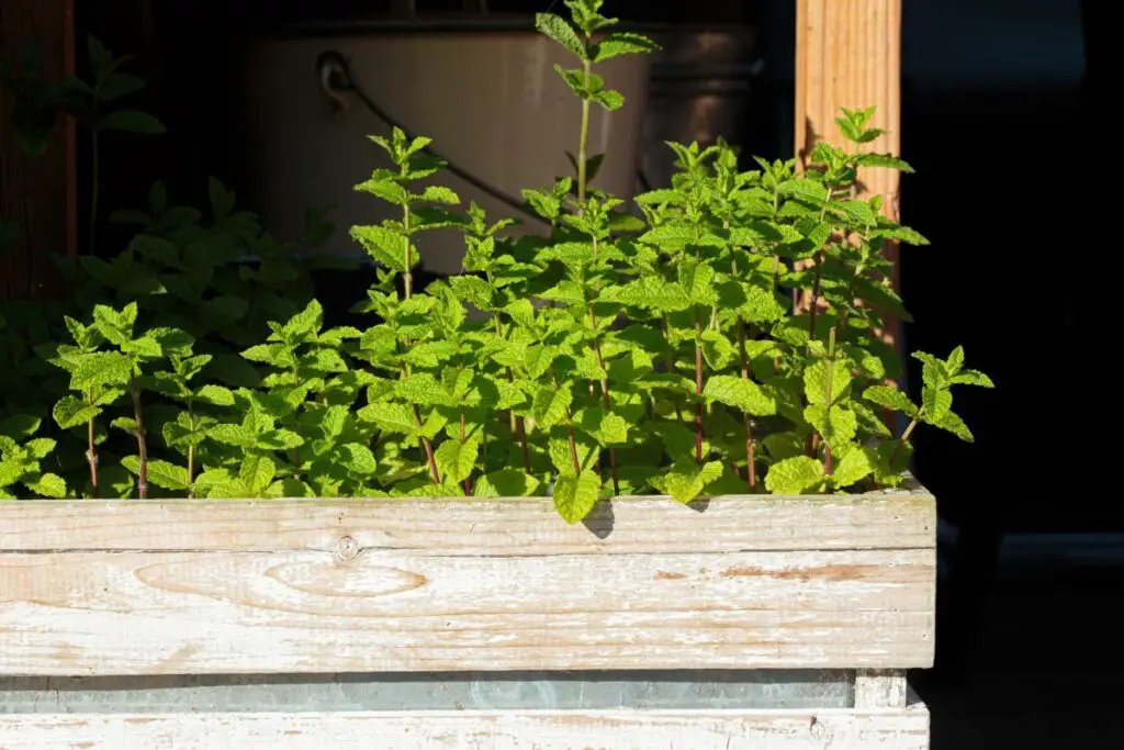 Plants That Repel Bees And Wasps