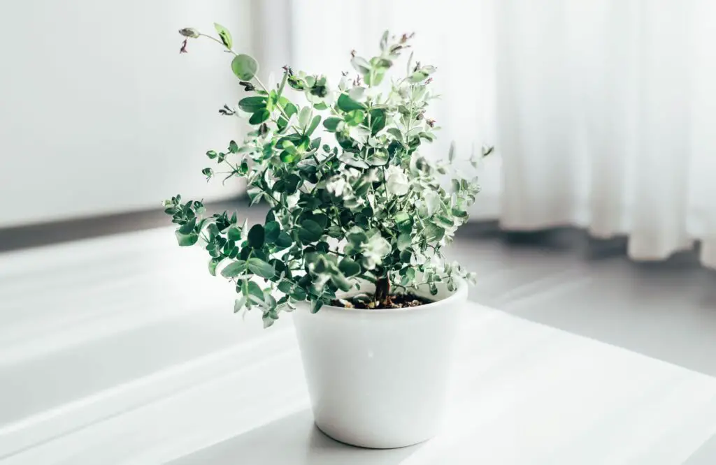 Plants That Repel Bees And Wasps