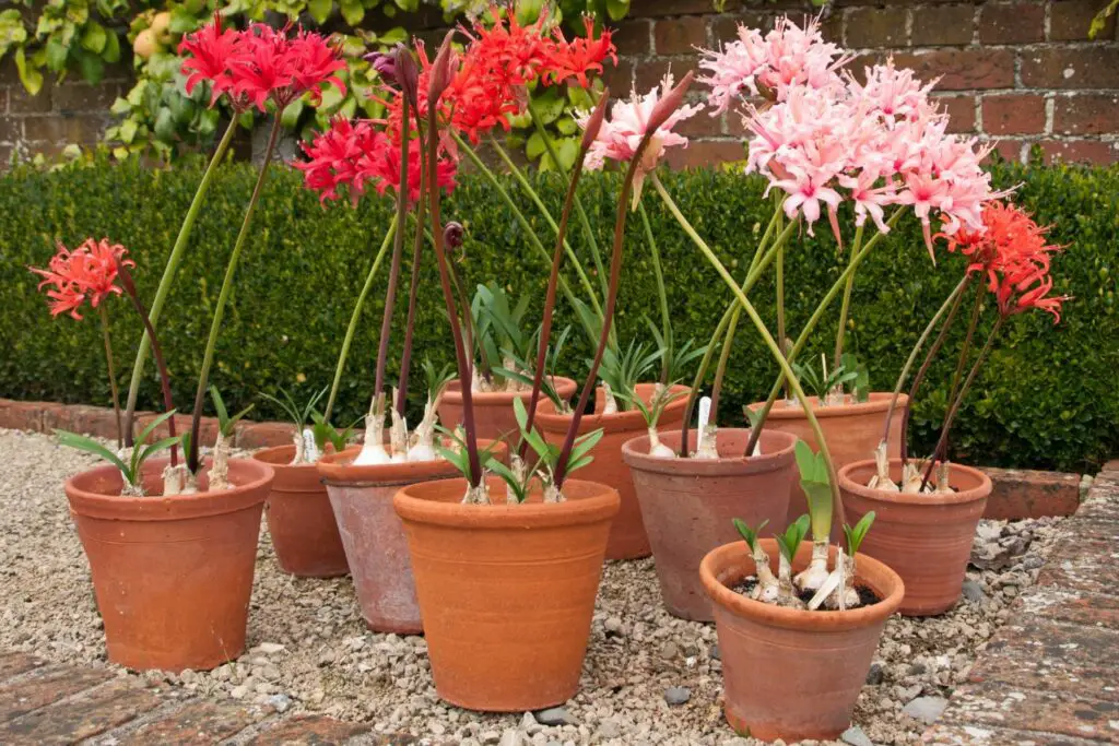 Best Autumn Flowering Bulbs