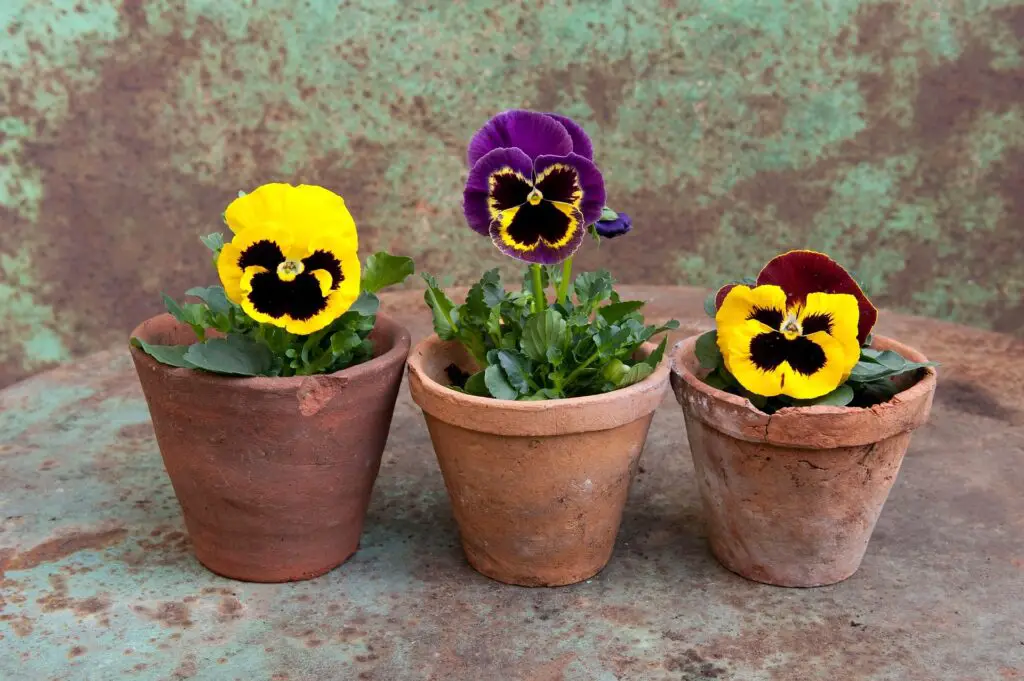 Best Winter Plants for Pots