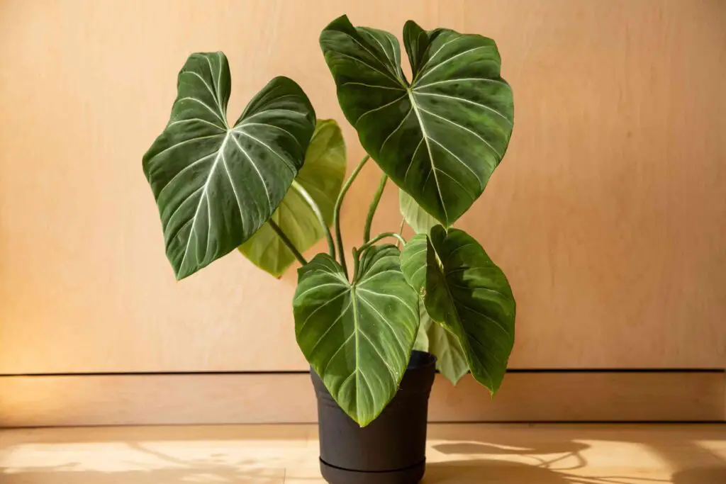 Best Rare Houseplants
