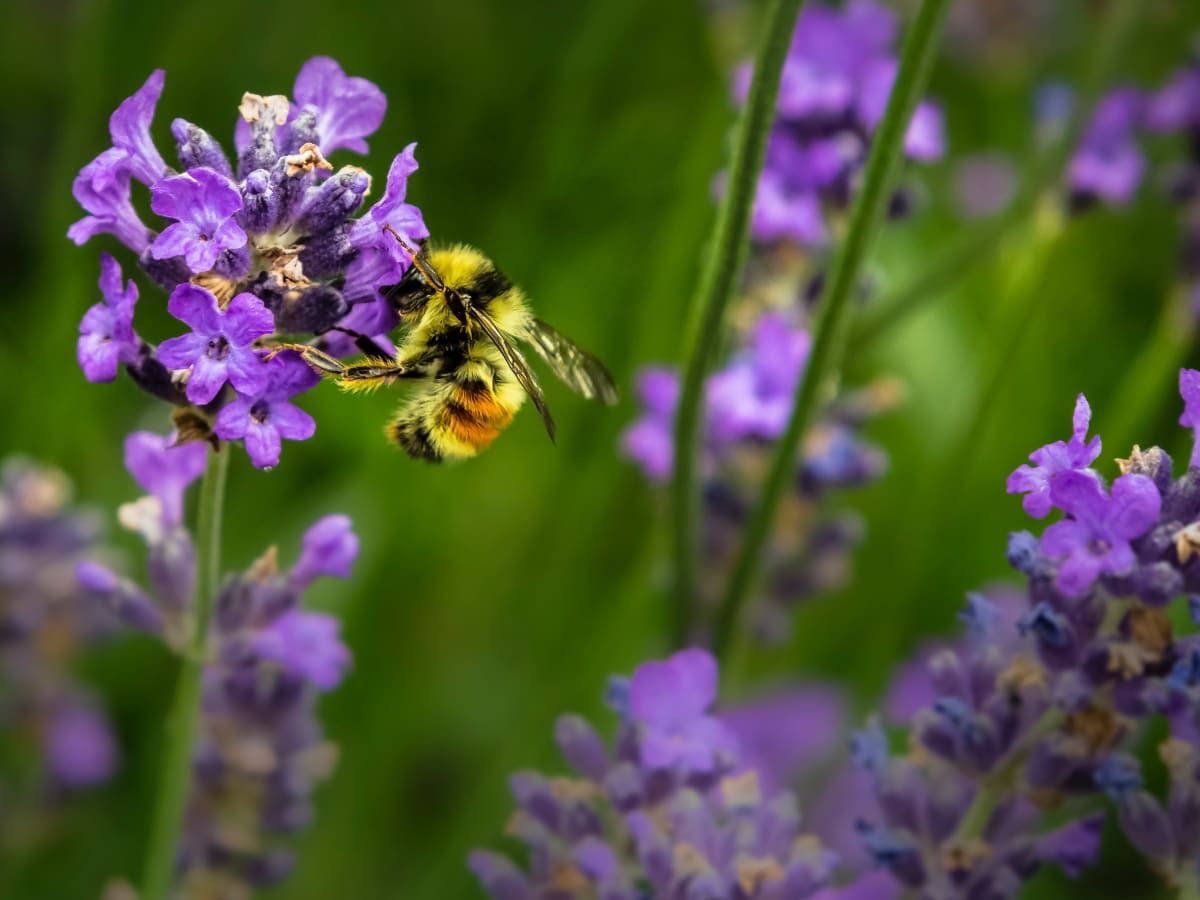 Bee Repelling Plants