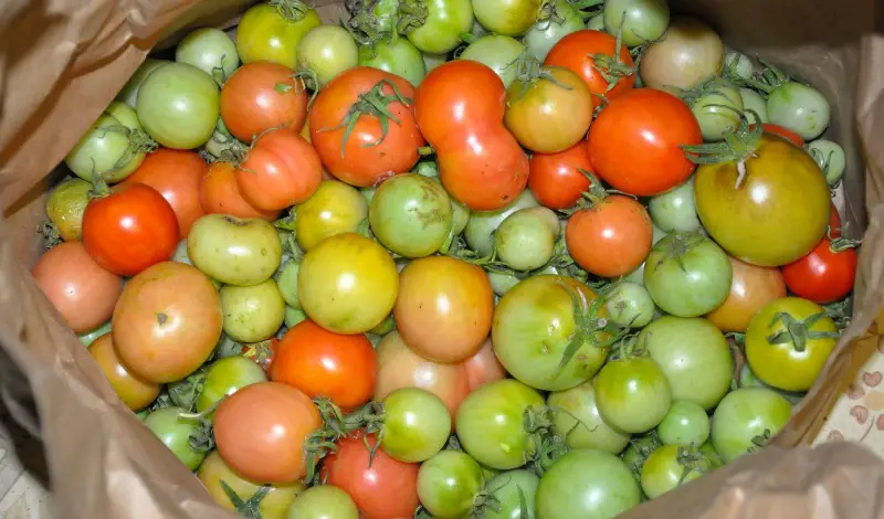Ripen Green Tomatoes Indoors
