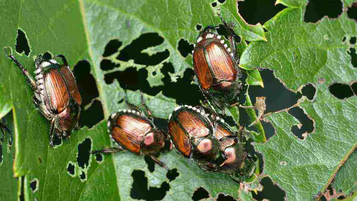 Control Japanese Beetles in Your Lawn and Garden