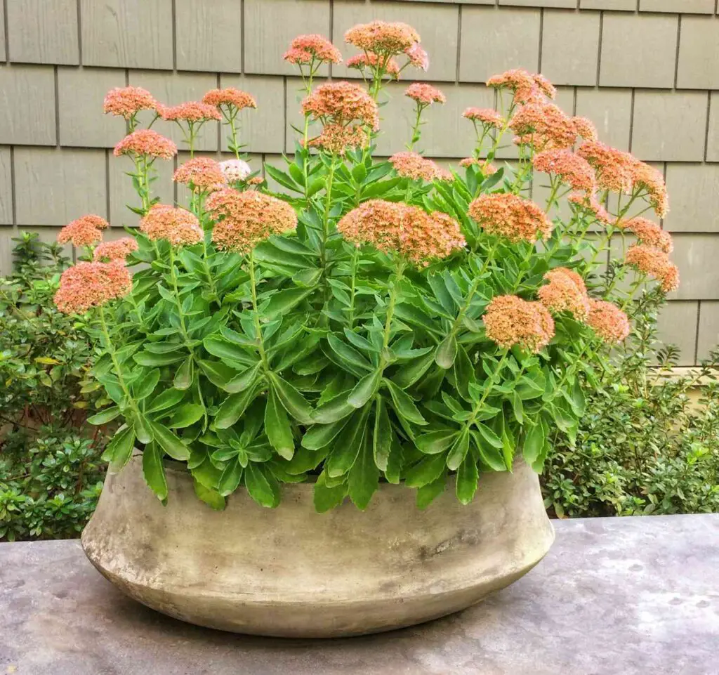 Impossible to Kill Outdoor Plants