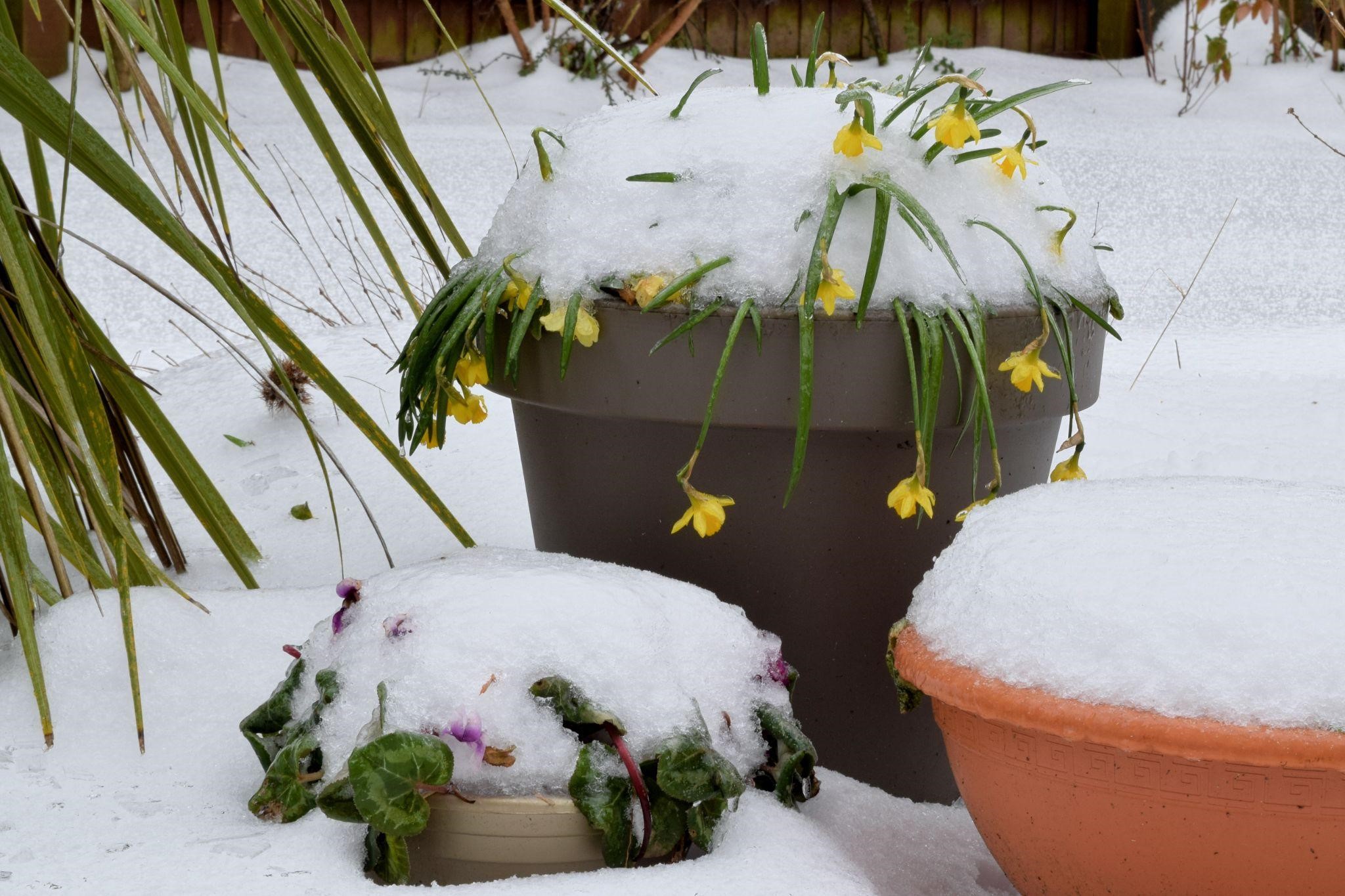 Best Winter Plants for Pots