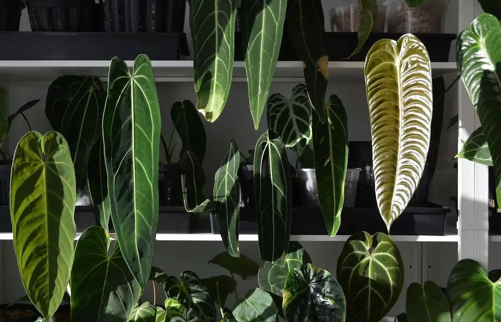 Best Rare Houseplants