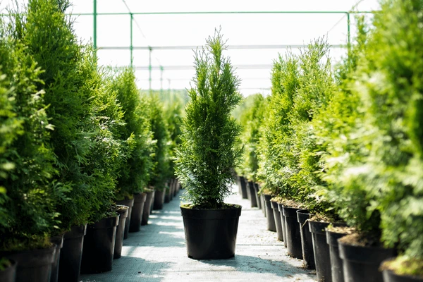 Best Winter Plants for Pots