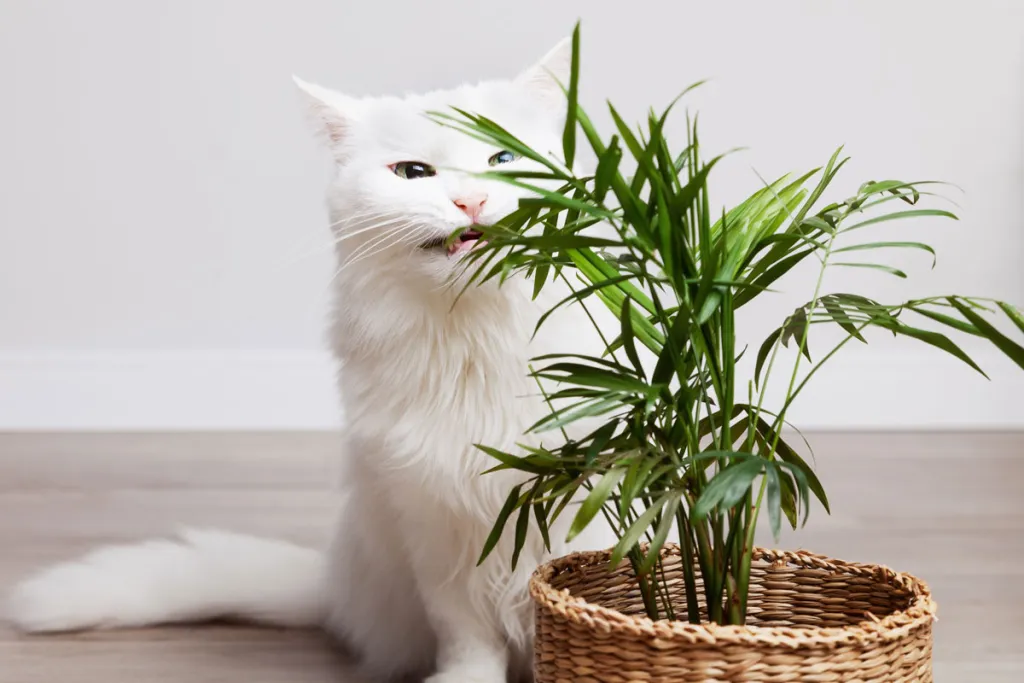 Pet-Friendly Plants