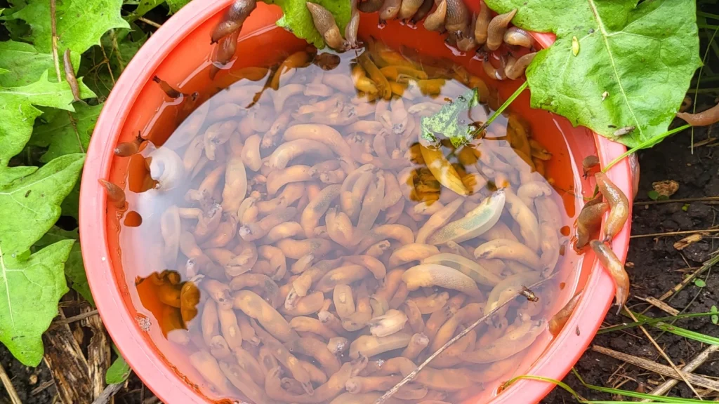 Get Rid Of Slugs In The Garden