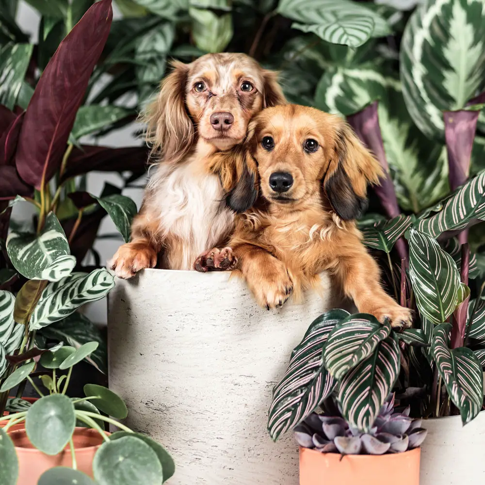 Pet-Friendly Plants