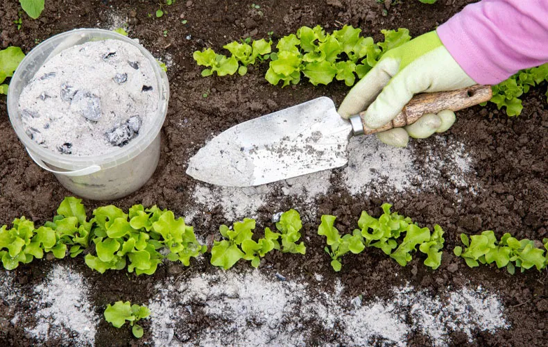 Get Rid Of Slugs In The Garden